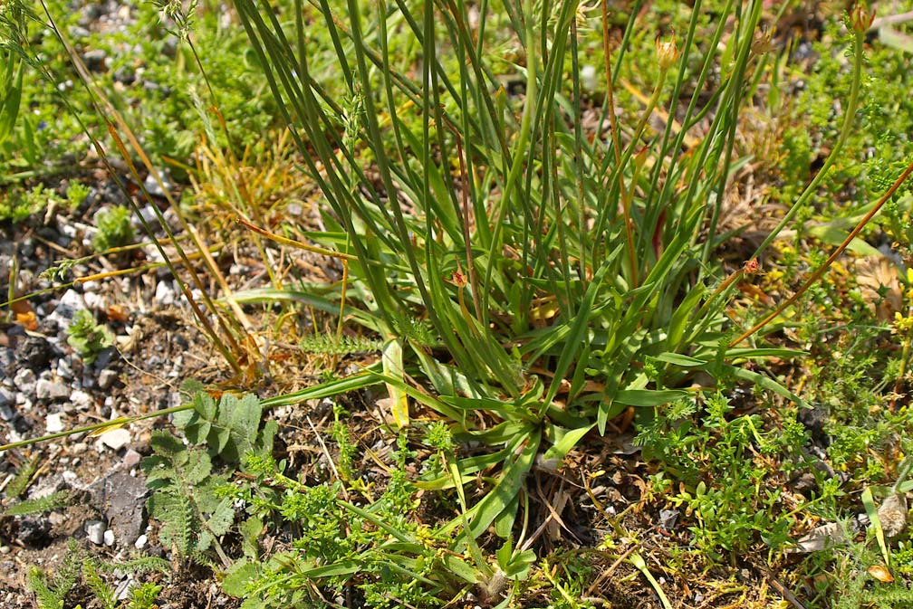 Armeria arenaria (=plantaginea) / Spillone lanceolato
